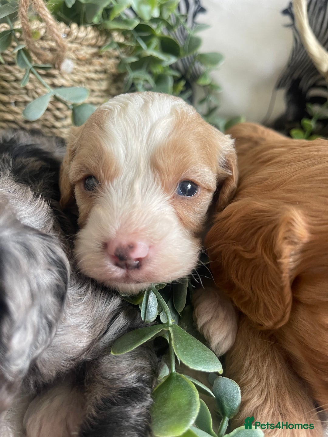 Cavapoo dogs for sale: STUNNING DNA TESTED CAVAPOOS - Image 2