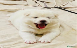Japanese Akita Inu dogs for sale: Beautiful Japanese Akita Inu Puppies 2boys/2girls - Image 1