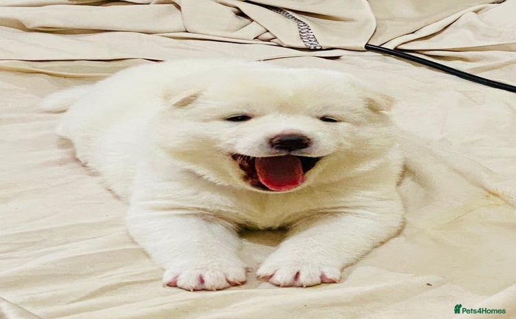 Japanese Akita Inu dogs - Advert 1