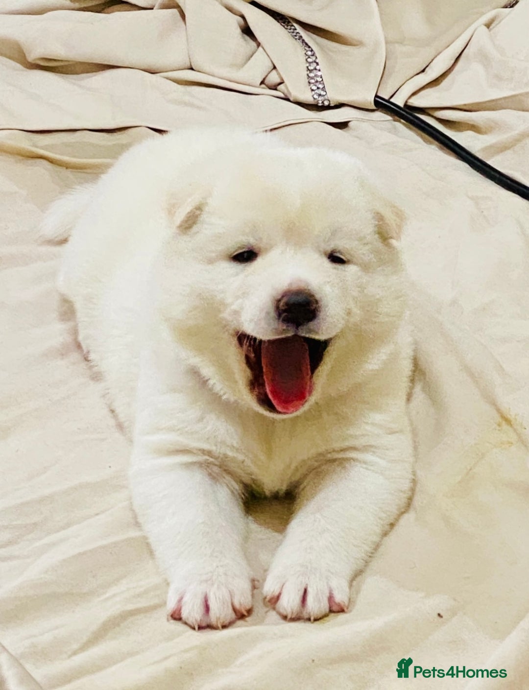 Japanese Akita Inu dogs for sale: Beautiful Japanese Akita Inu Puppies 2boys/2girls - Image 1