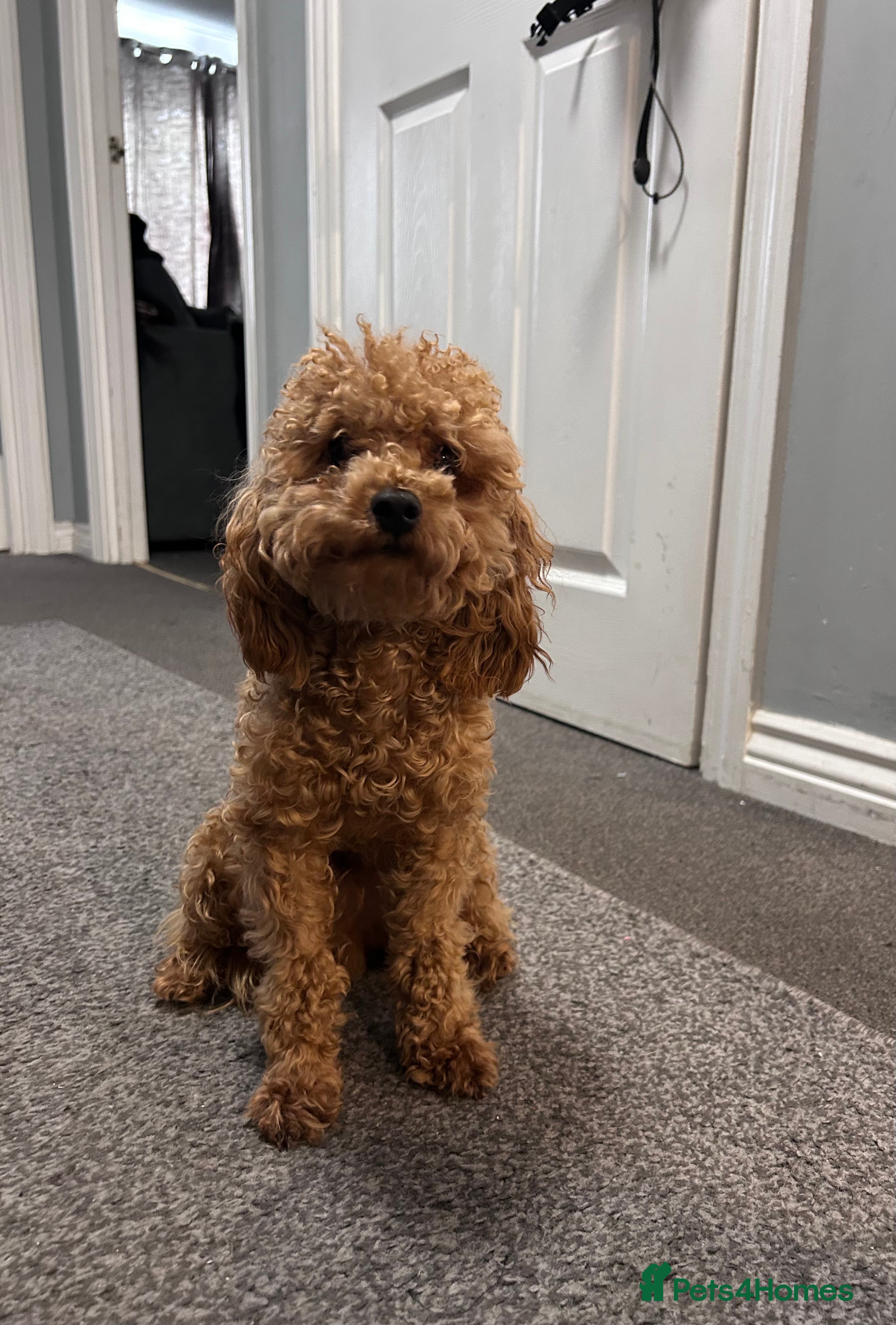 Toy Poodle dogs Milo  - Advert 1