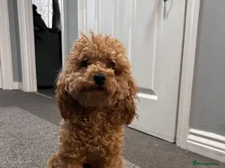 Toy Poodle dogs Milo - Advert 1