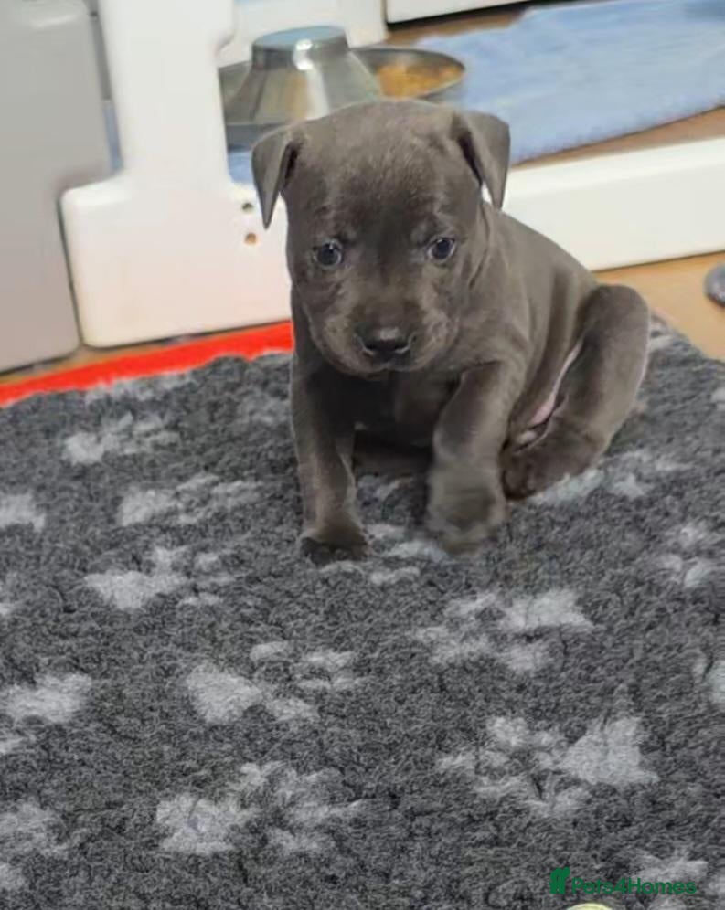 Staffordshire Bull Terrier dogs 2 stunning blue  female kc staffys available  - Advert 12