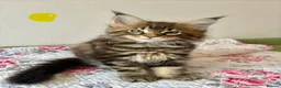 Maine Coon cats for sale: Full Maine Coon Kittens - Advert 8