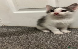 Mixed Breed cats for sale: 1 beautiful boy kitten looking for a new home  - Image 3