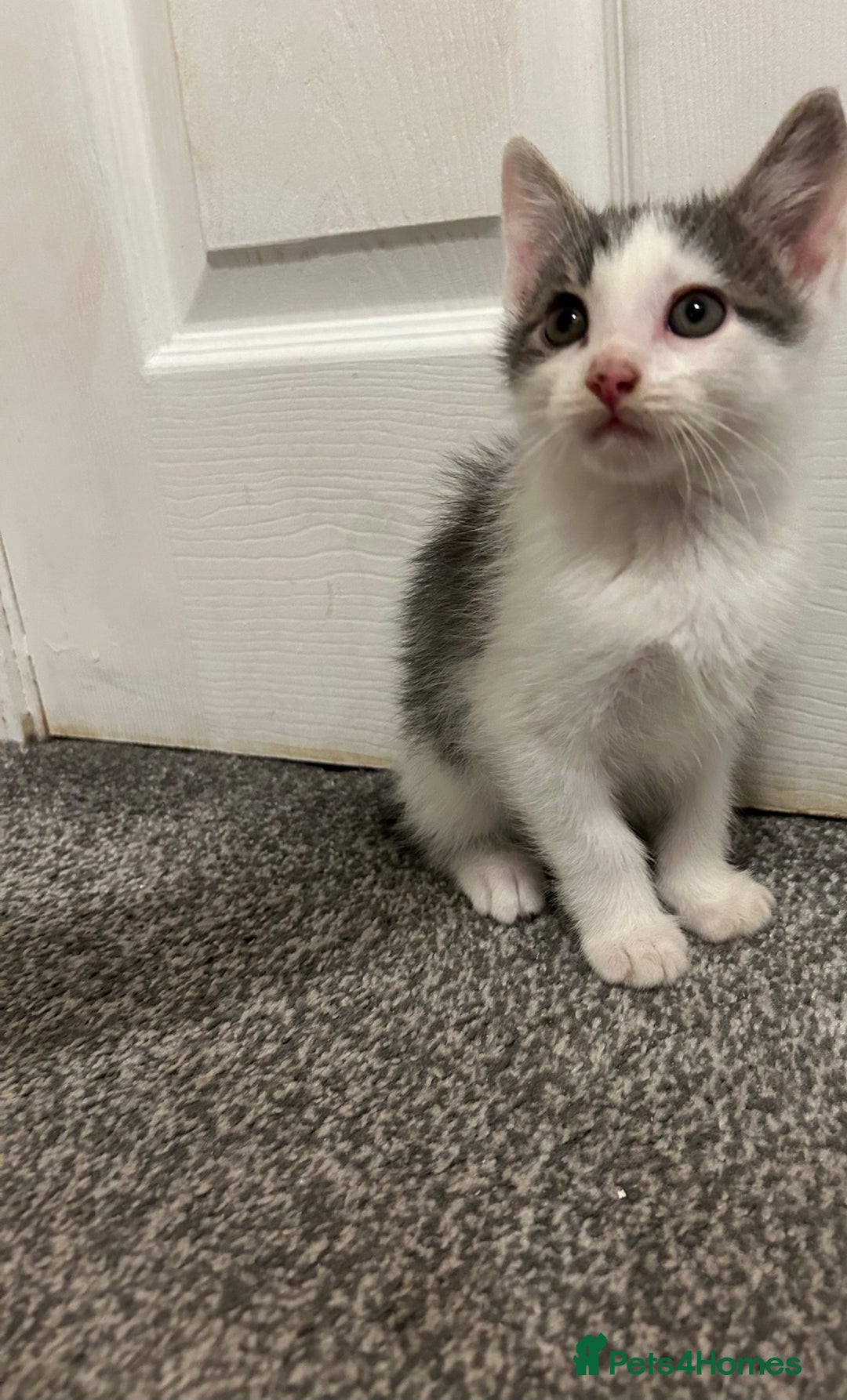 Mixed Breed cats for sale: 1 beautiful boy kitten looking for a new home  - Image 3