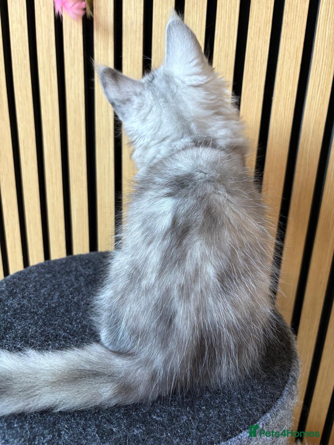 Maine Coon cats for sale: XL Maine Coon Kittens for Sale – TICA Reg - Advert 27