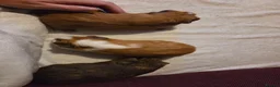 Guinea Pig rodents for sale: Guinea Pigs looking for a forever home - Advert 13