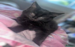 Maine Coon cats for sale: Maine coon boys - Image 5