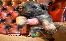 German Shepherd dogs for sale: Long-Haired Straight Back German Shepherd Puppies - Image 26