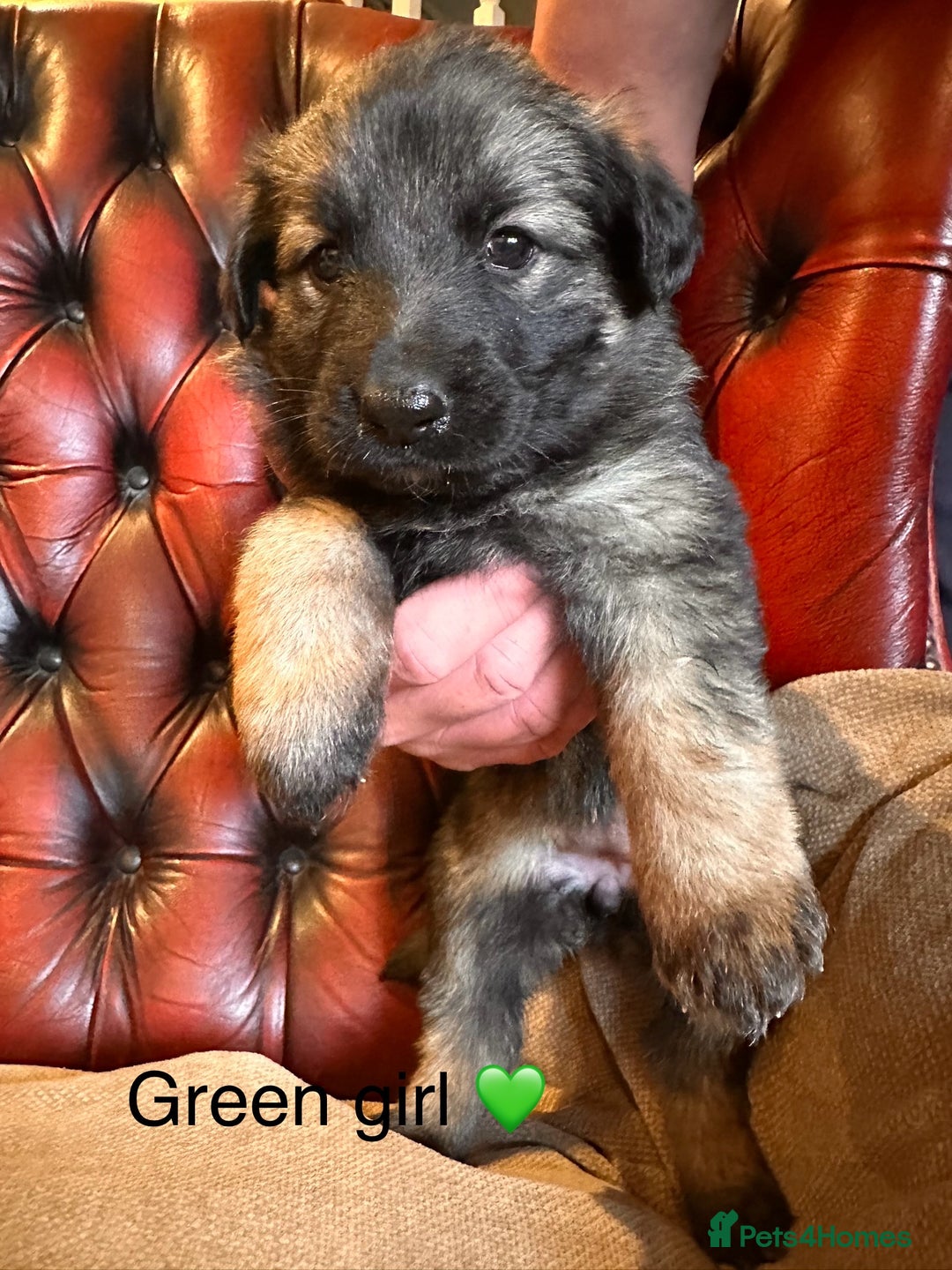 German Shepherd dogs for sale: Long-Haired Straight Back German Shepherd Puppies - Image 26