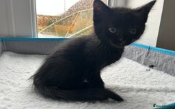 Mixed Breed cats for sale: Adorable kittens for sale  - Image 10