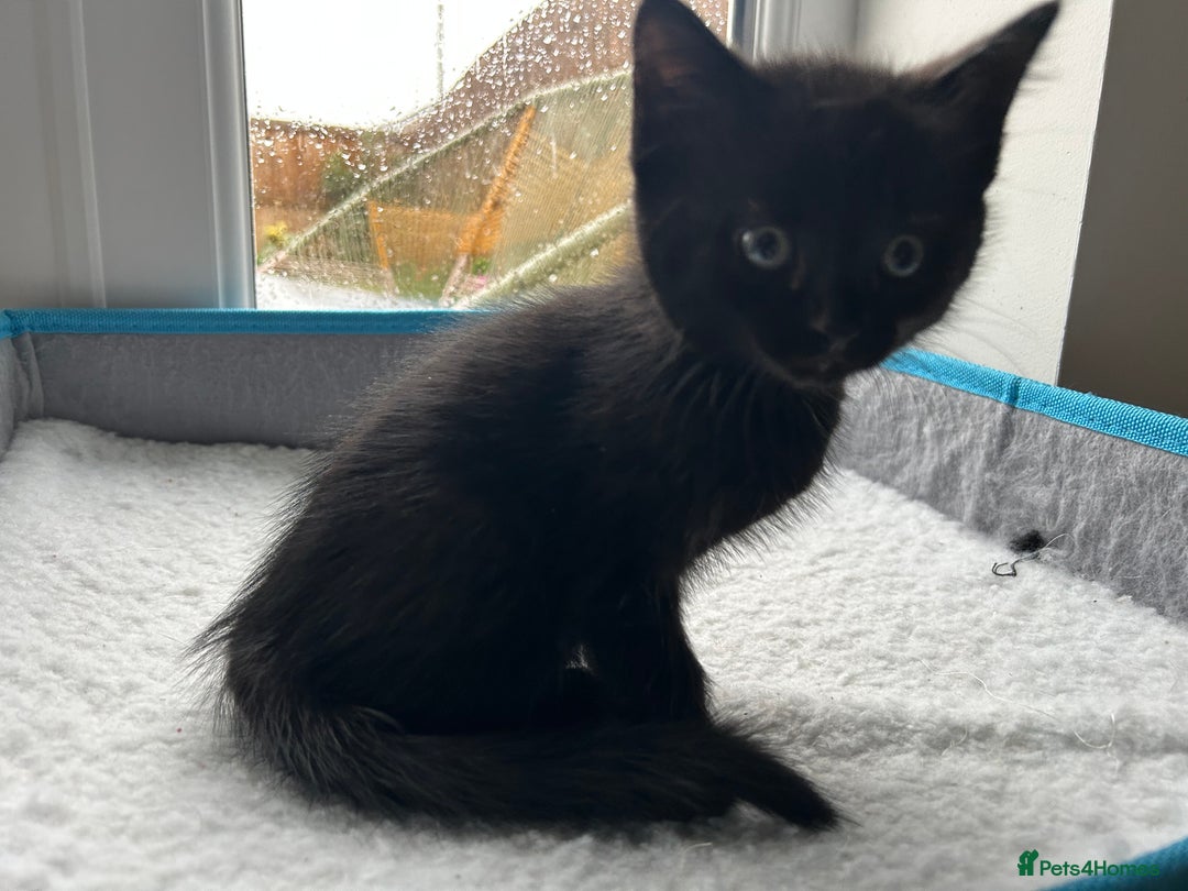 Mixed Breed cats for sale: Adorable kittens for sale  - Image 10