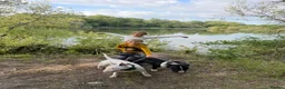 English Bull Terrier dogs for sale: English bull terrier puppys in Grays - Advert 16