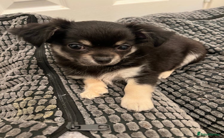 Chihuahua dogs - Advert 5