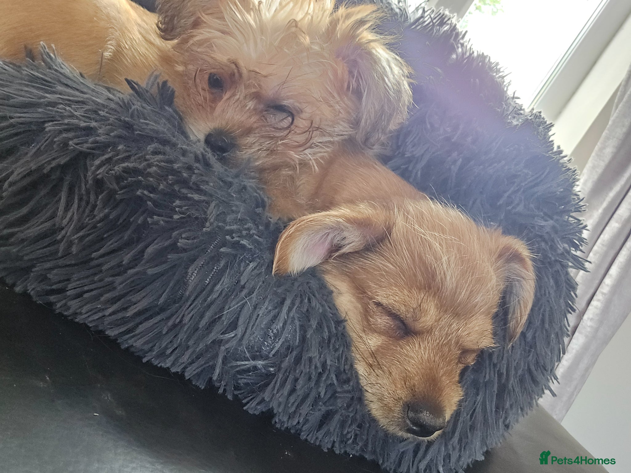 Yorkshire Terrier dogs Ready Now! Yorkshire Terrier Puppies 2 boys  - Advert 7
