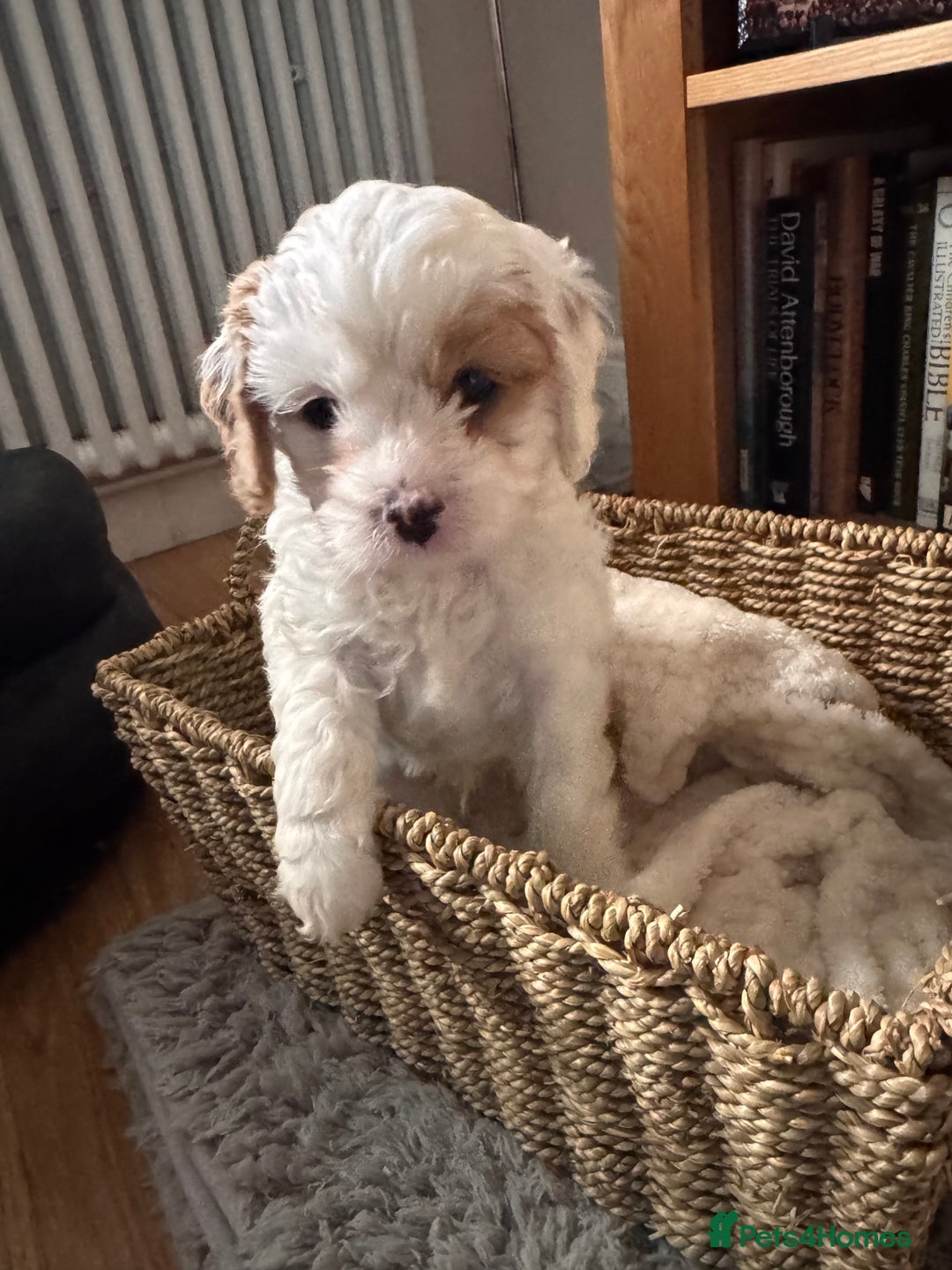 Cavapoo dogs for sale: Stunning F1 Toy Cavapoo puppies  - Advert 7