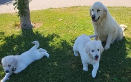 Golden Retriever dogs for sale: Beautiful Golden Retriever puppies - Image 6