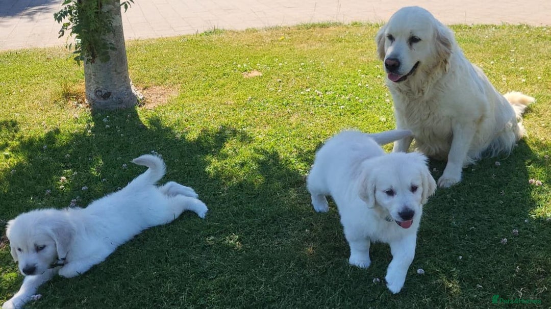 Golden Retriever dogs for sale: Beautiful Golden Retriever puppies - Image 6