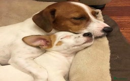 Jack Russell dogs for sale: Jackrussell - Image 4