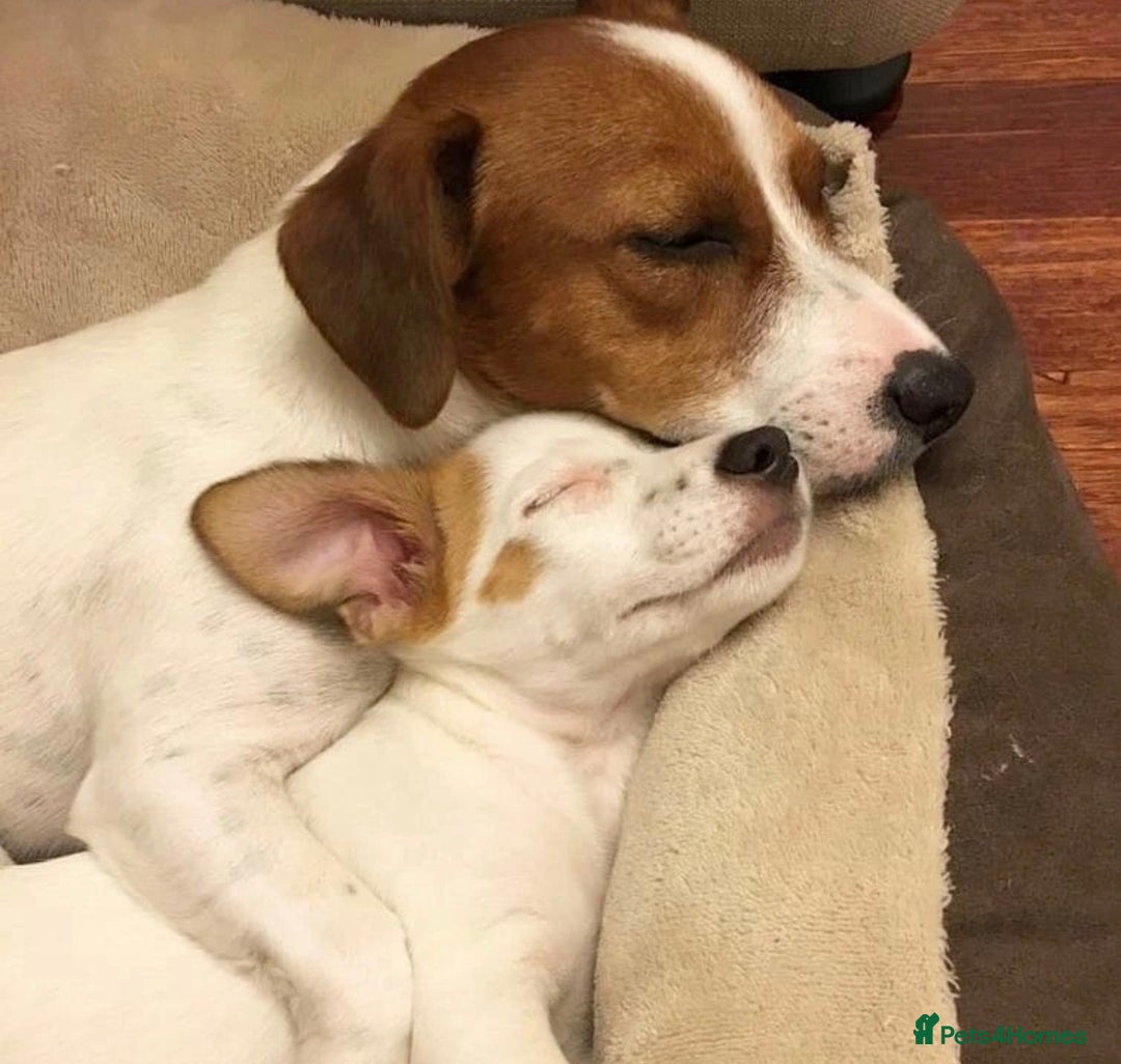 Jack Russell dogs for sale: Jackrussell - Image 4