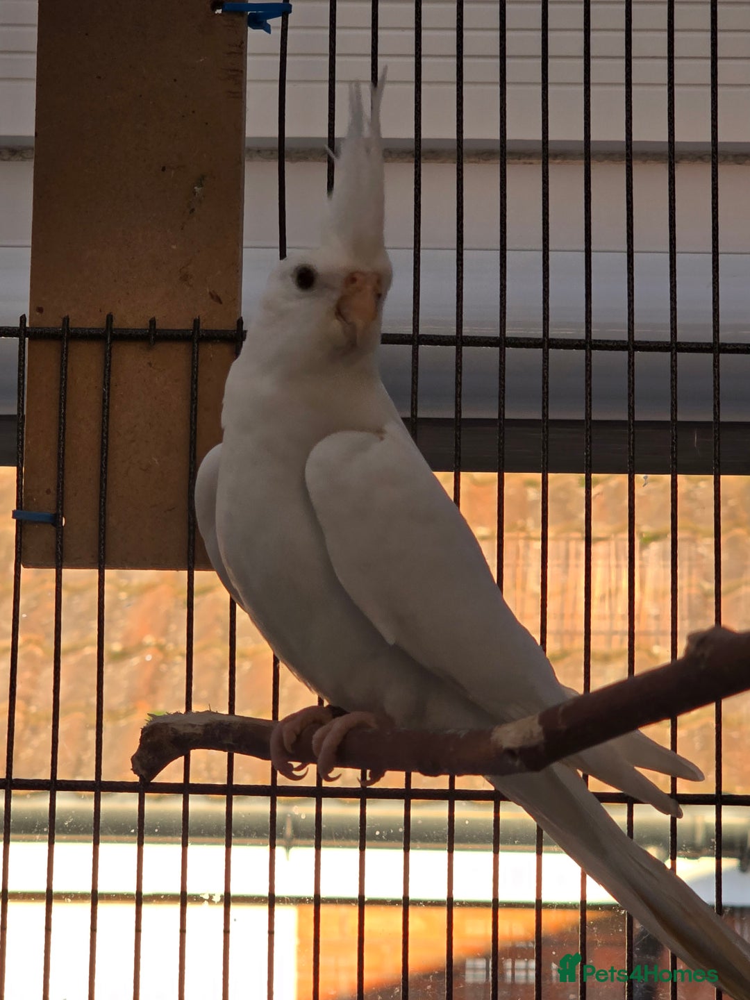 Cockatiels birds for sale: Cocatiels for sale.  - Advert 2