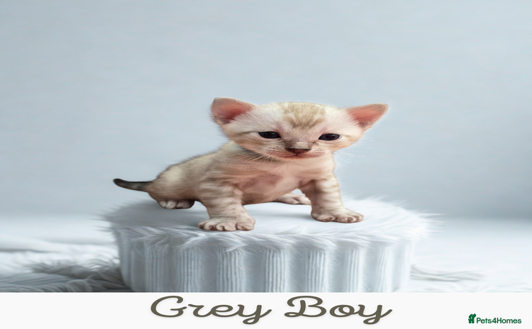 Bengal cats - Advert 16