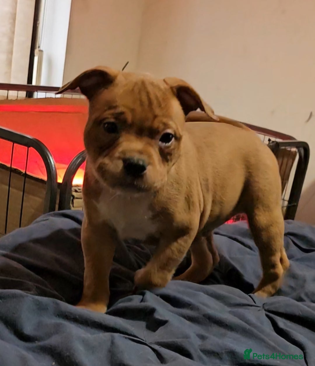 Staffordshire Bull Terrier dogs for sale: 🥨Amazing opportunity awaits.🥨 - Advert 11