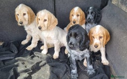 Cocker Spaniel dogs for sale: Orange & Blue Roan Show Cockers - Image 2
