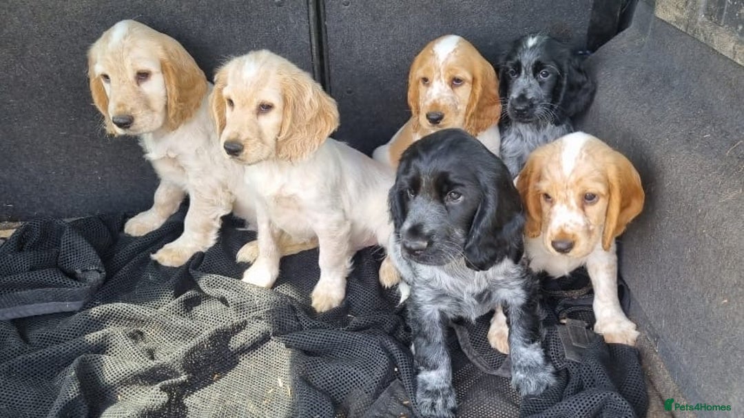 Cocker Spaniel dogs for sale: Orange & Blue Roan Show Cockers - Image 2