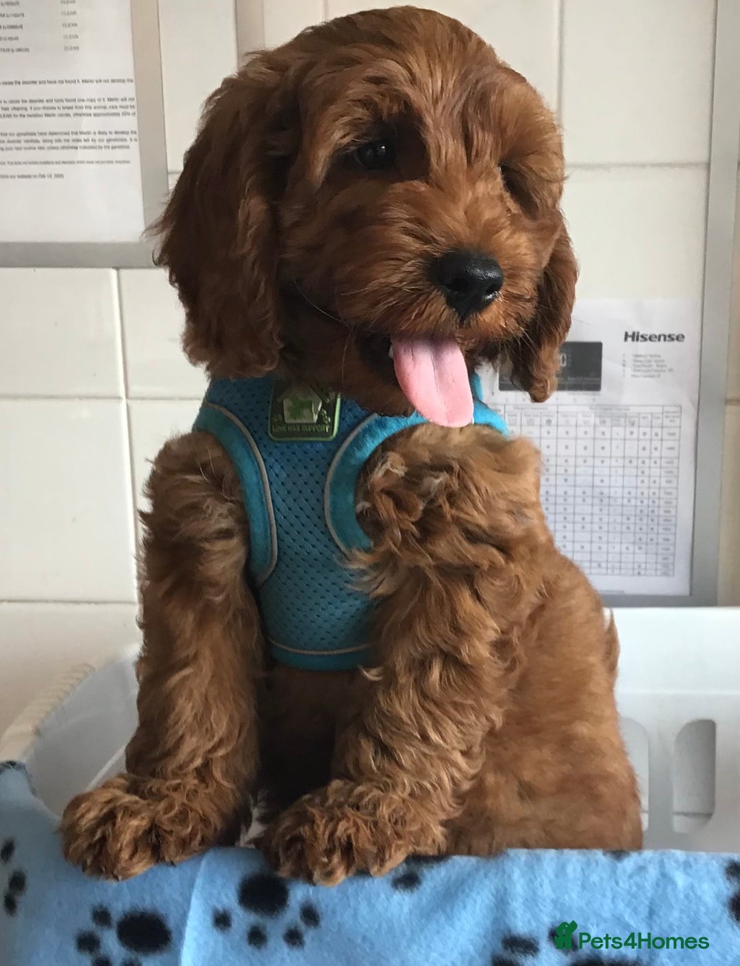 Labradoodle dogs for sale: 5* F1B Mini Labradoodles - health tested  - Image 31