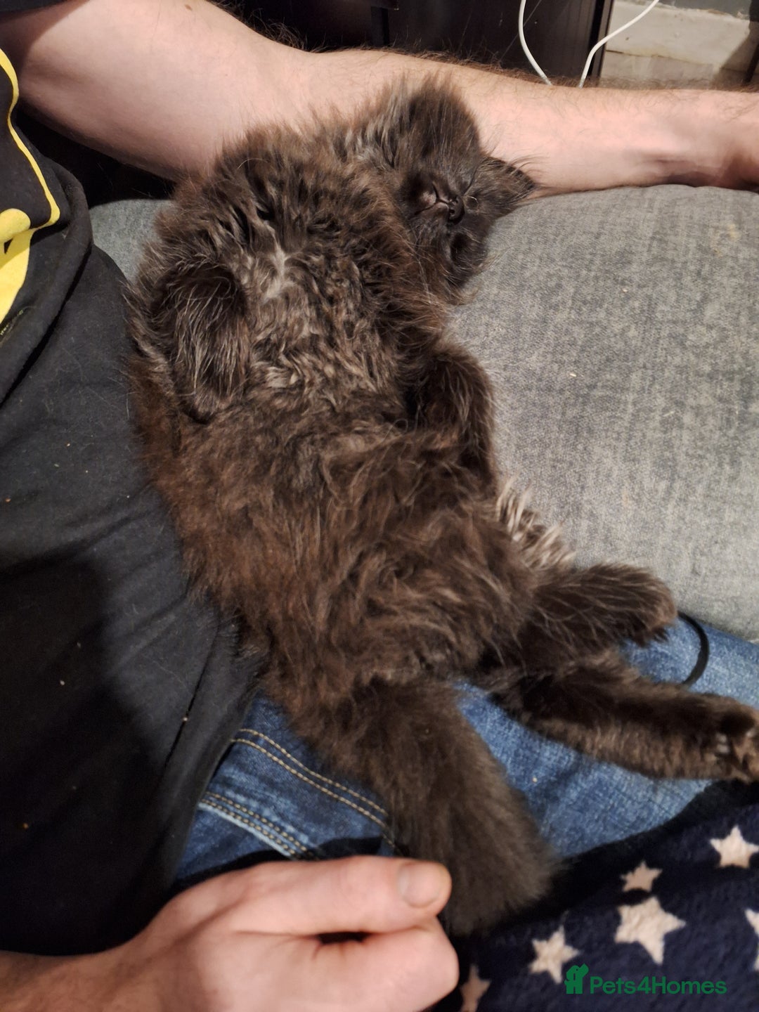 Mixed Breed cats for sale: Persian X Ragdoll Kittens Ready For Forever Homes! - Advert 18