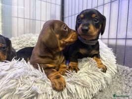 Miniature Dachshund dogs - Advert 5