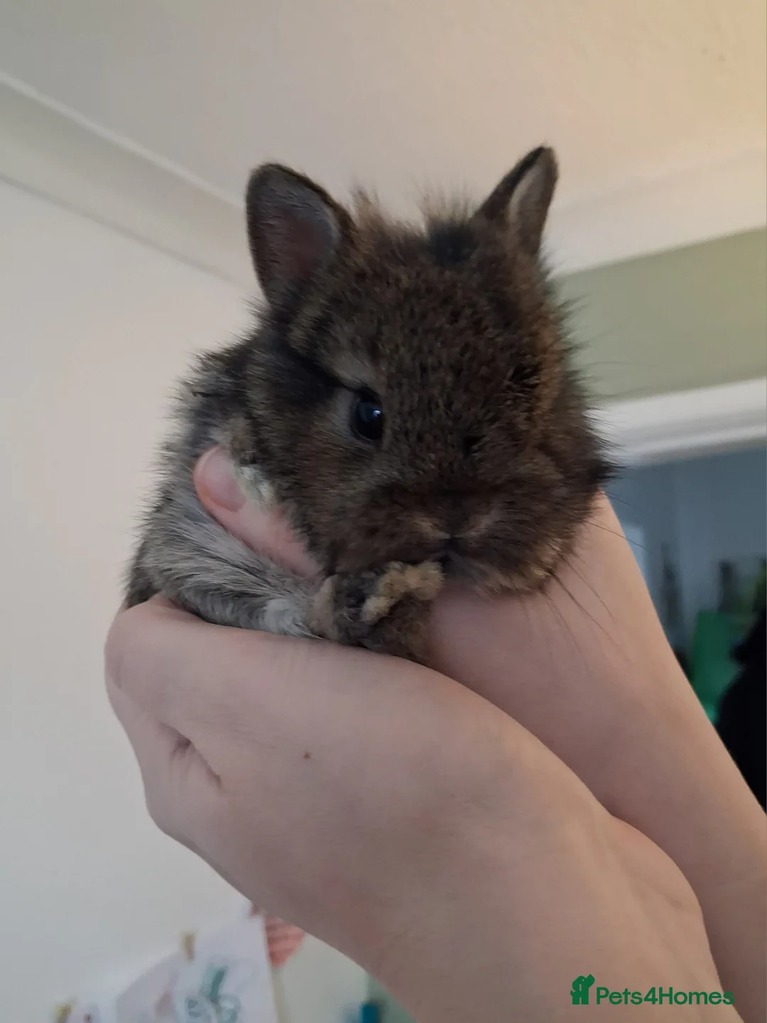 Mixed Breed rabbits for sale: Gorgeous baby bunnies, ready to reserve! - Advert 1
