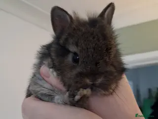 Mixed Breed rabbits Gorgeous baby bunnies, ready to reserve! - Advert 1