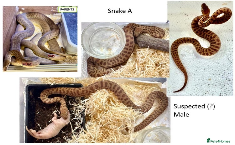 Python Snake reptiles - Advert 7