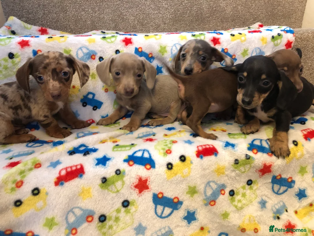 Miniature Dachshund dogs for sale: Beautiful tiny miniature dachshund puppies - Advert 2