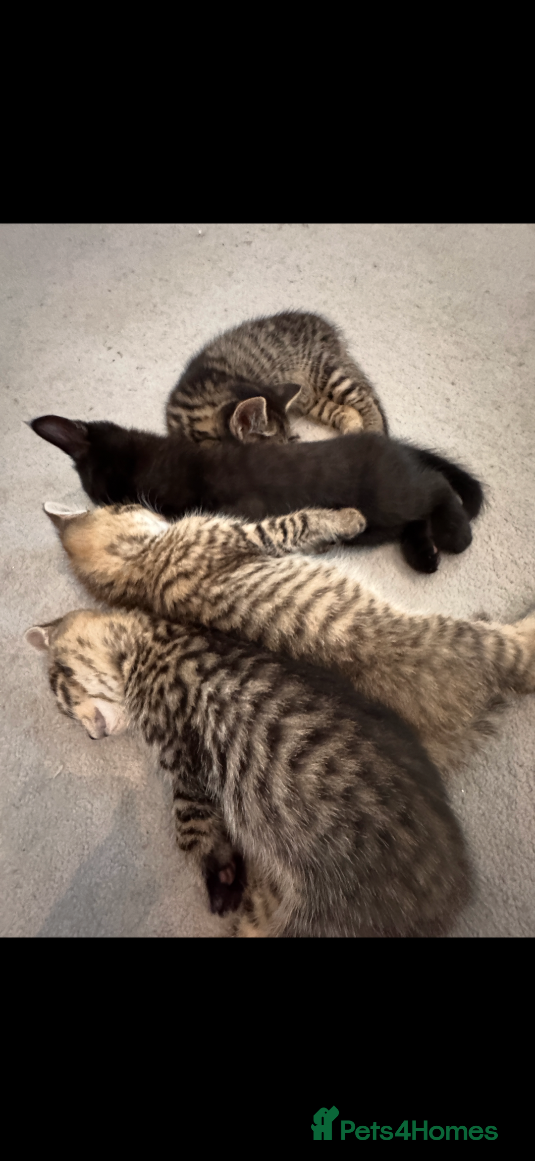 Siberian cats for sale: Cutest Siberian Kittens  - Advert 3