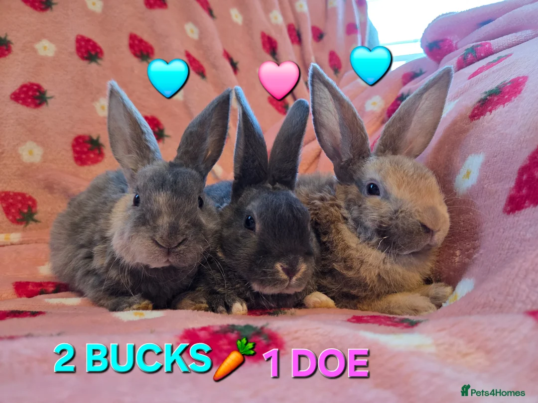 Rex rabbits for sale: Plush mini rex 8 weeks 3 left - Advert 1