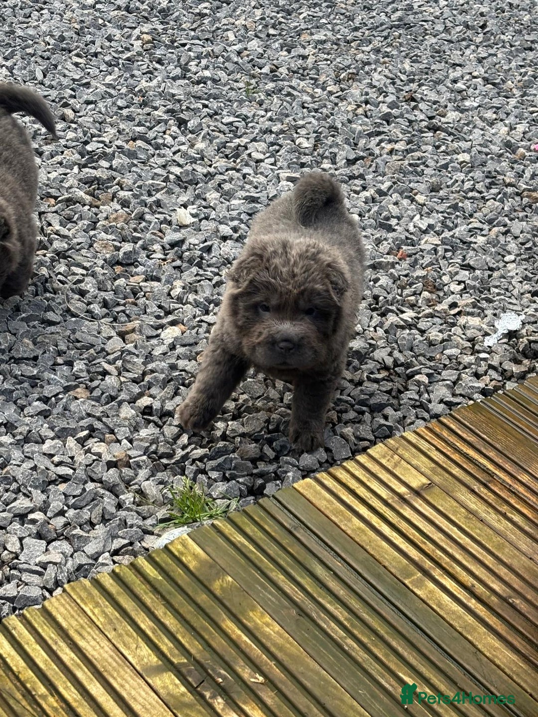 Shar Pei dogs for sale: Beautiful shar pei puppys  - Advert 3