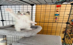 Ragdoll cats for sale: Beautiful ragdoll kittens  - Image 5