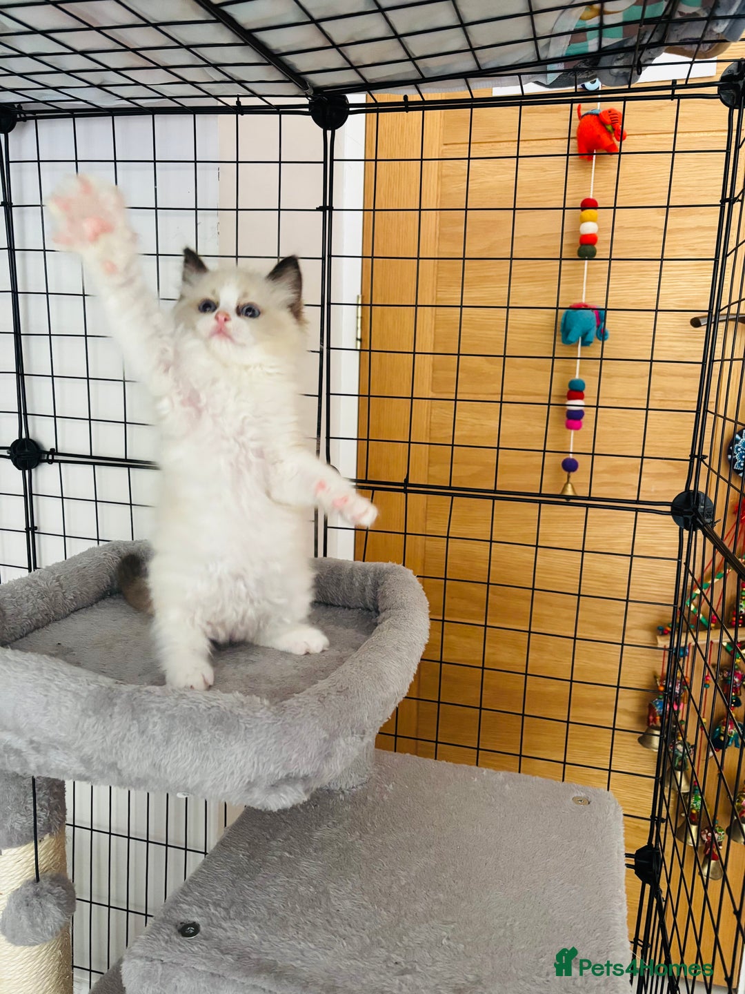 Ragdoll cats for sale: Beautiful ragdoll kittens  - Image 5