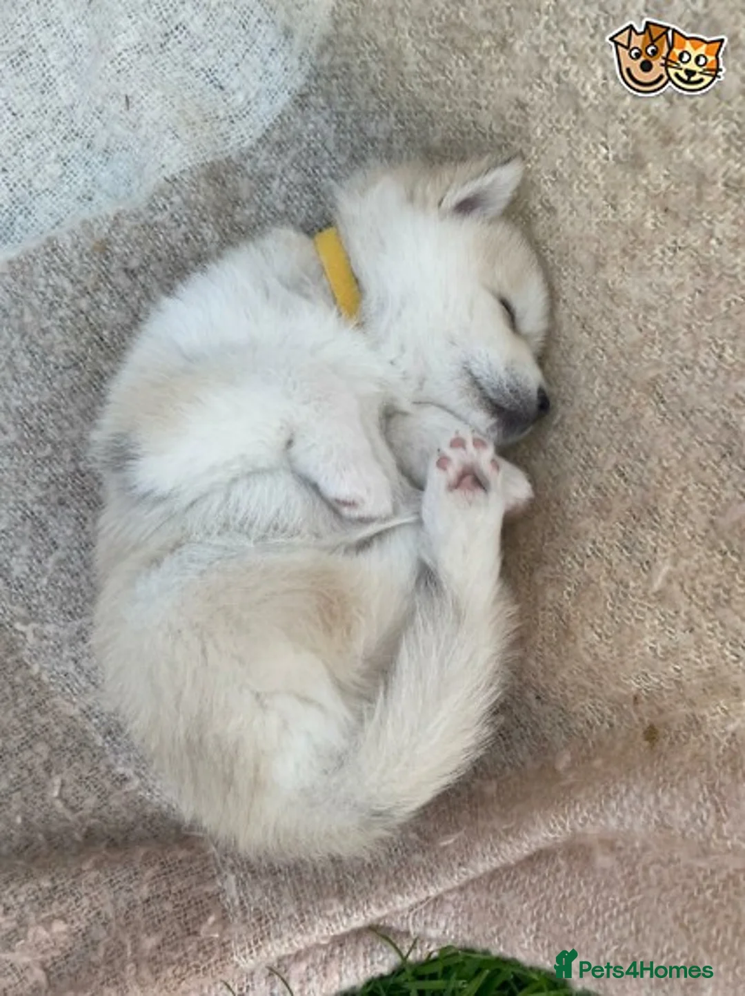 Pomsky dogs for stud: Best stud around Champions in every generation  in Coventry - Advert 4