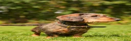 Dachshund dogs for sale: Rare Standard Wire Haired Dapple Dachshunds  in Leicester - Advert 26