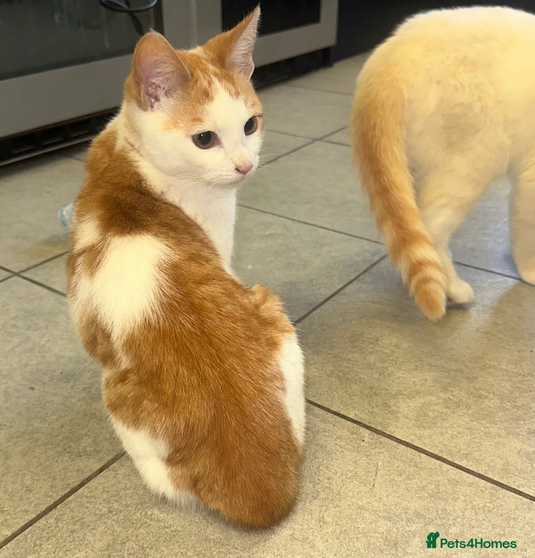 Mixed Breed cats for sale: 1 white boy, 2 white and orange girls - Advert 6