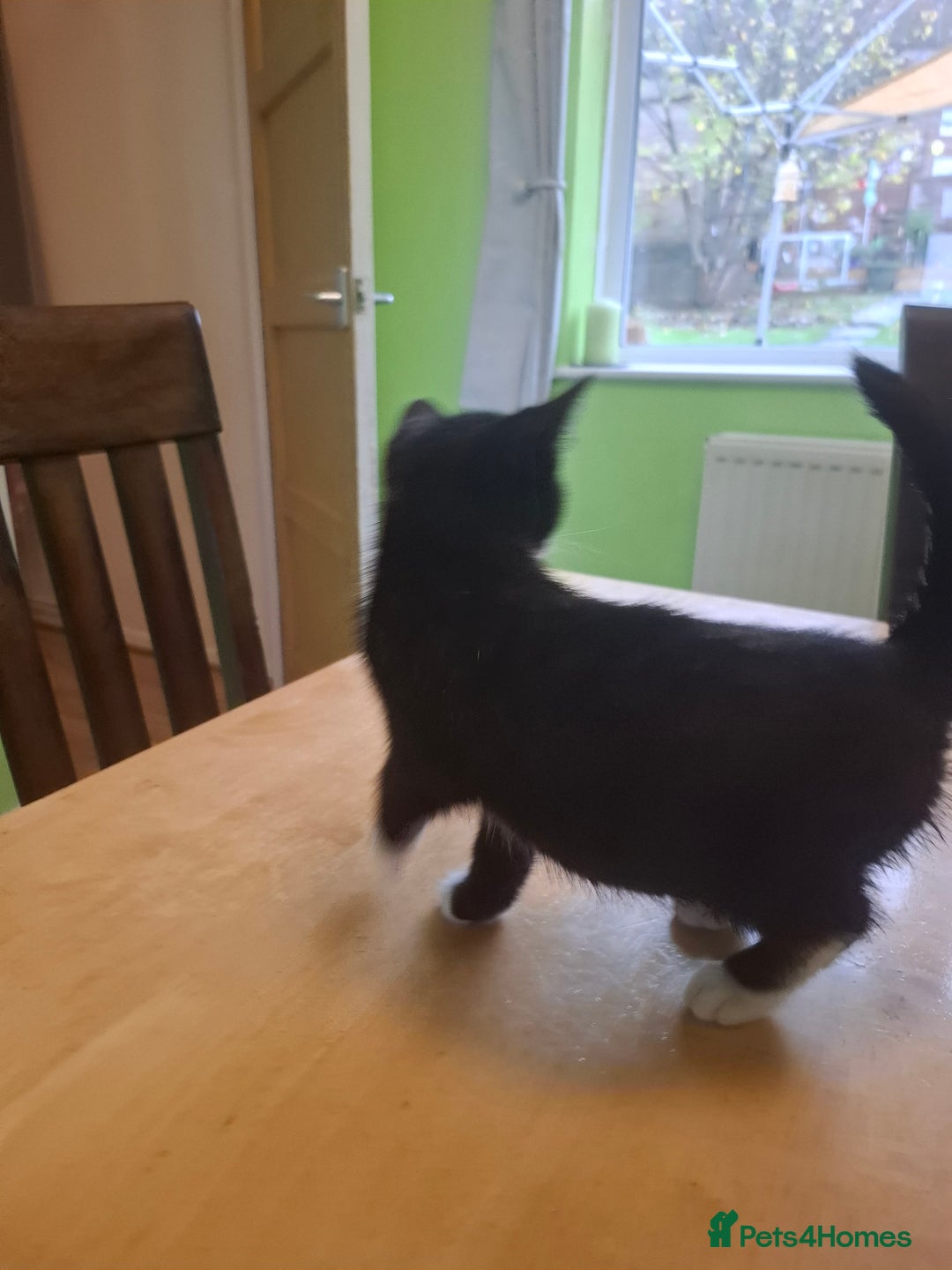 Mixed Breed cats for sale: 9 week old kittens available  - Image 8