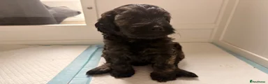 BOY 1 - chocolate & black merle