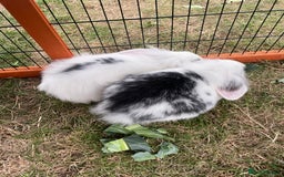 Mini Lop rabbits for sale: Beautiful Mini Lop Babies - Image 15
