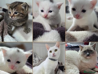 Mixed Breed cats Mixed kittens😻😽Ragdoll x domestic 🙀👌 - Advert 18