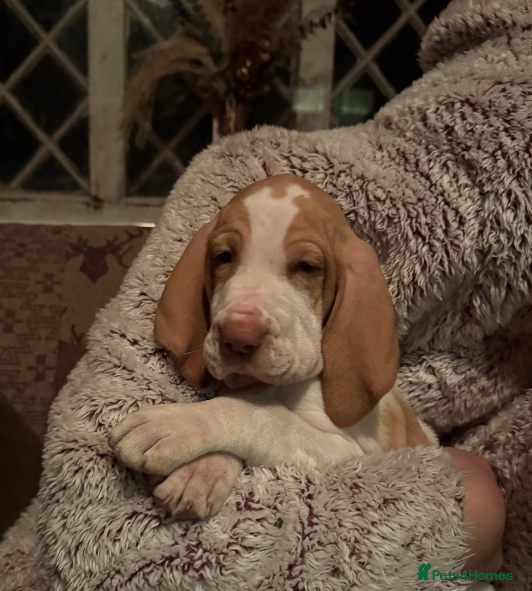 Bracco Italiano dogs for sale:  Beautiful Bracco Baby Girl  - Advert 2